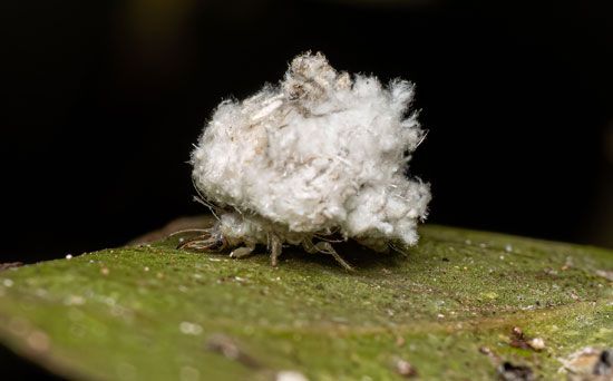 novinha transando com negão - Junk collector